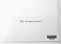 Cytospora pinastri image
